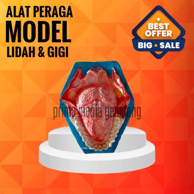 

MODEL LIDAH GIGI/TORSO GIGI LIDAH/Alat Peraga Pendidikan