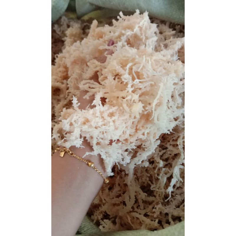 

rumput laut, asam kandis