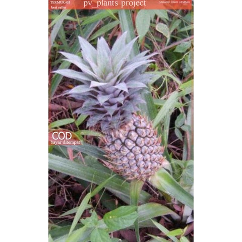 nanas muda | nanas hutan segar