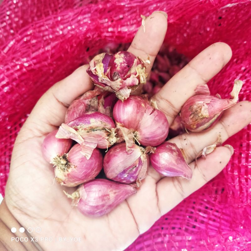 

Bawang merah lokal