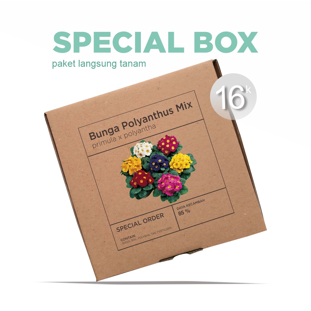 Paket Langsung Tanam - Gardening Kit - SPECIAL BOX - Benih Bunga Polyanthus Large Flowered Mix Seeds