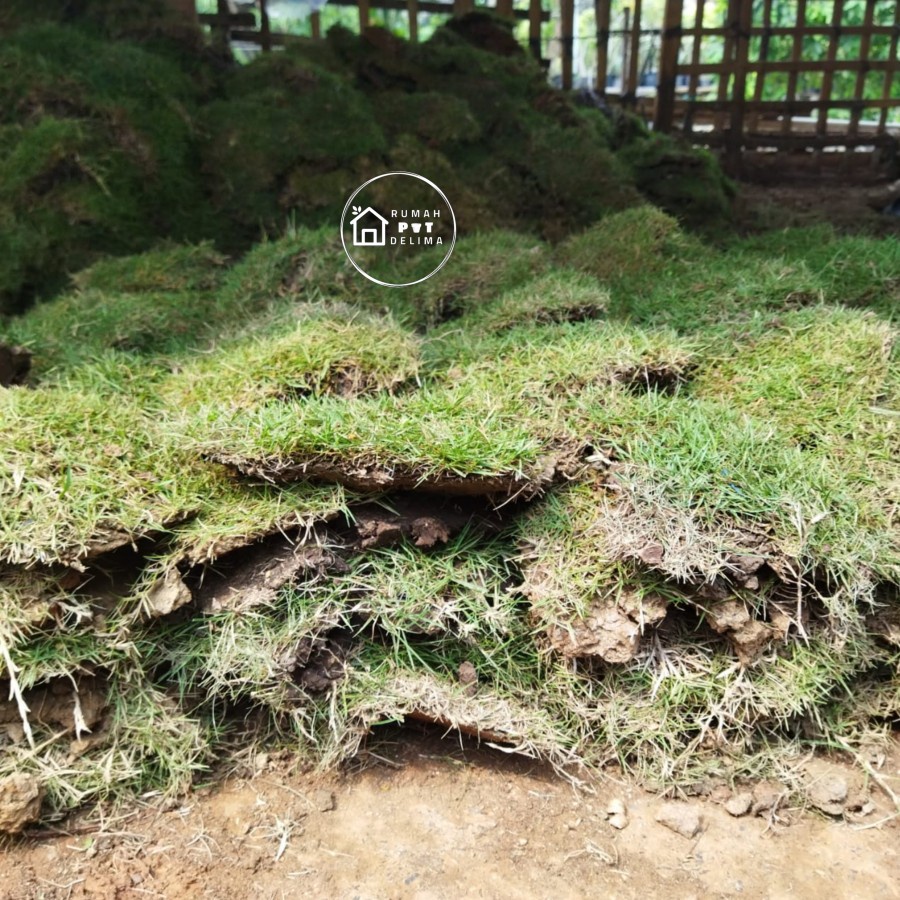 Rumput jepang (1 meter)