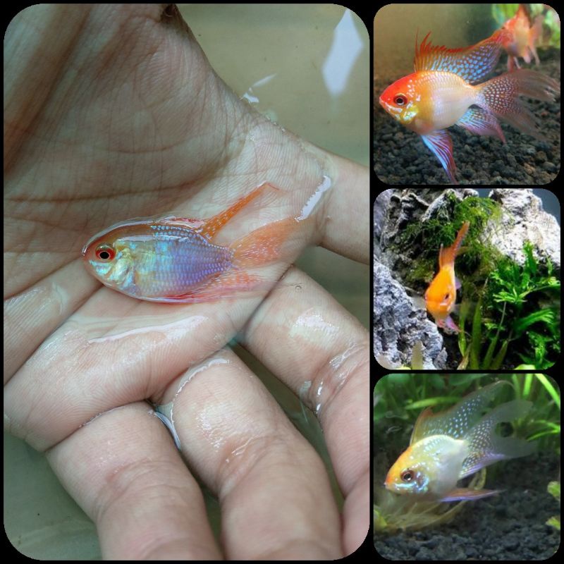 ikan ramirezi golden balon slayer untuk aquarium dan aquascape