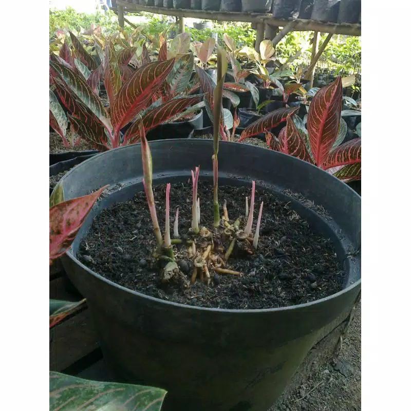 bonggol aglonema red sumatra