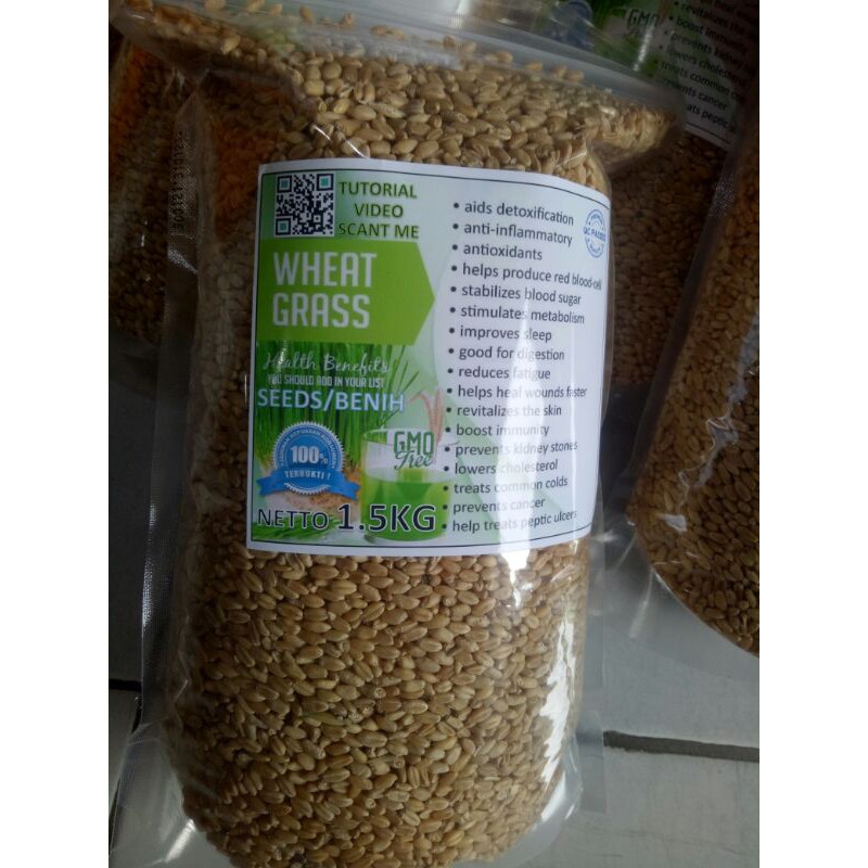 wheat grass / bibit rumput gandum / bibit rumput kucing isi 1500gram