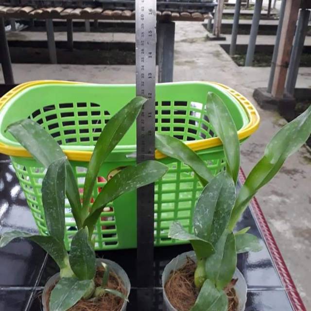 Grammatophyllum Citrinum Pra Dewasa
