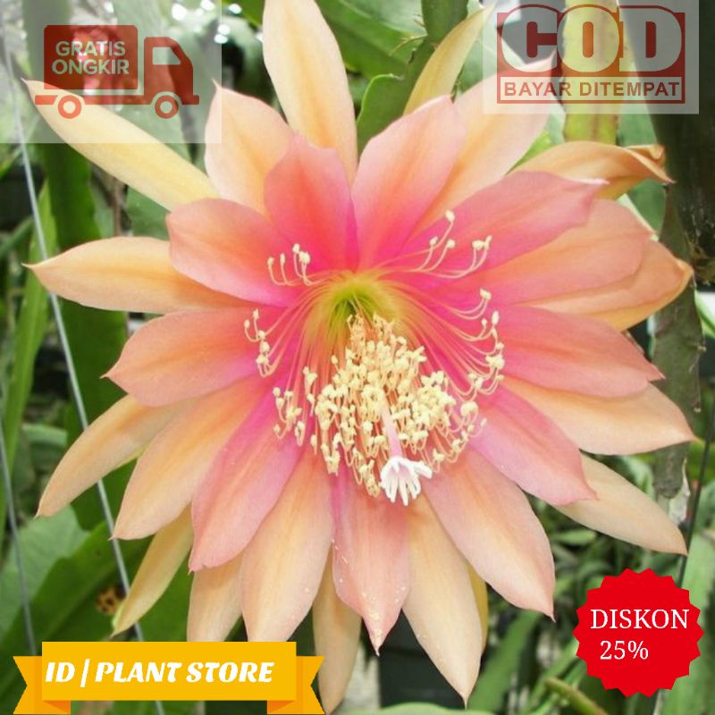 Jual COD Tanaman Hias Wijaya Kusuma Painted Desert Wijaya Kusuma Epiphyllum Tanaman Hidup