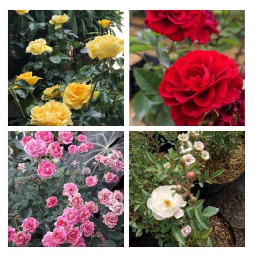 Baby rose bunga mawar bunga hias baby rose mawar asli murah cantik berkualitas