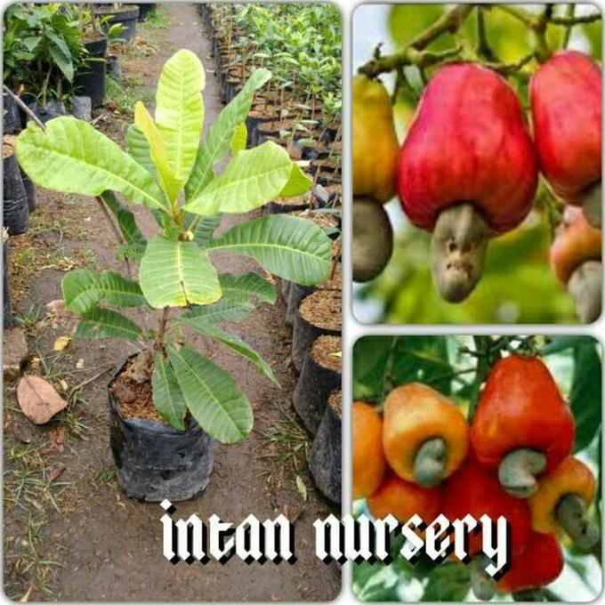 Okulasi Tanaman Bibit Tanaman Buah Jambu Monyet / Jambu Mete ~€