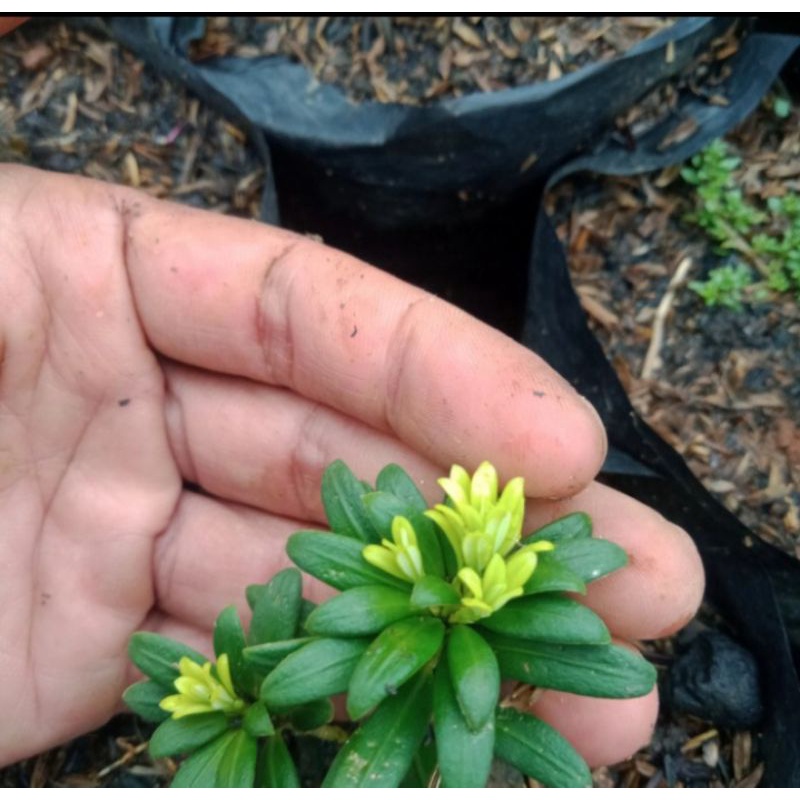 Gaardeen Lohansung Mutiara..