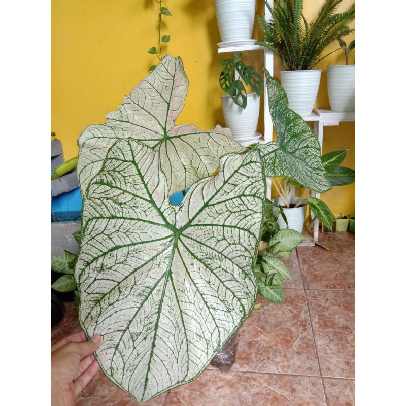 

Lompong