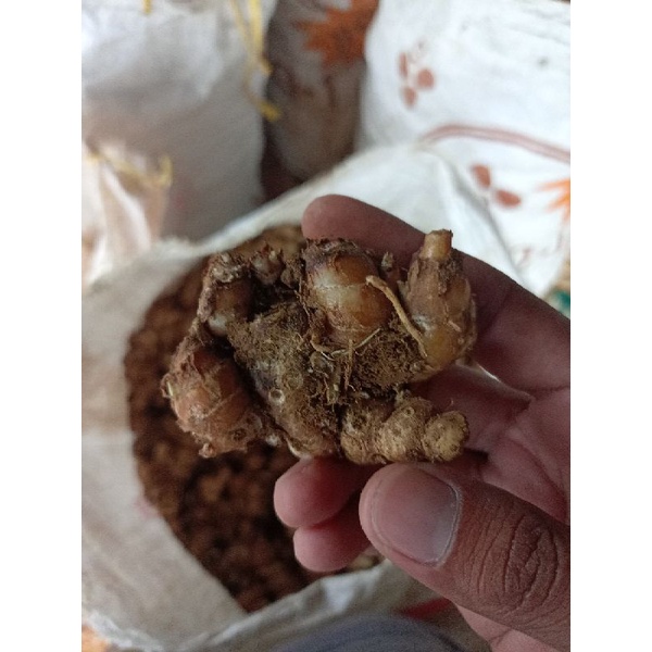 

kencur segar berkualitas