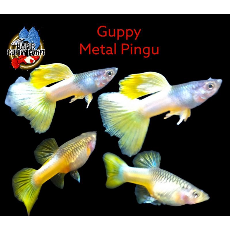 Guppy Metal Yellow Pingu Delta Tail