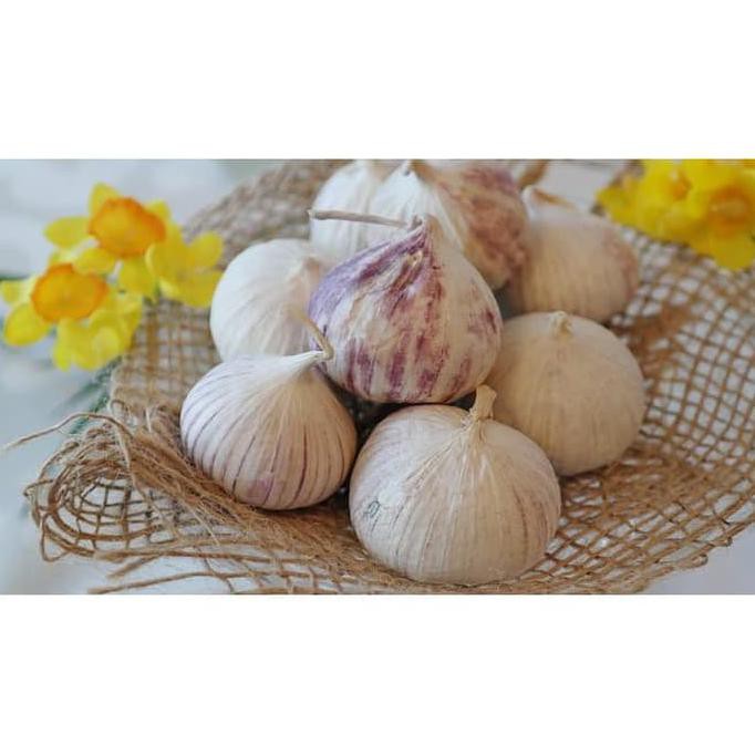 Murah Bawang Putih Tunggal Lanang Kualitas Premium 500gram Shopee Indonesia