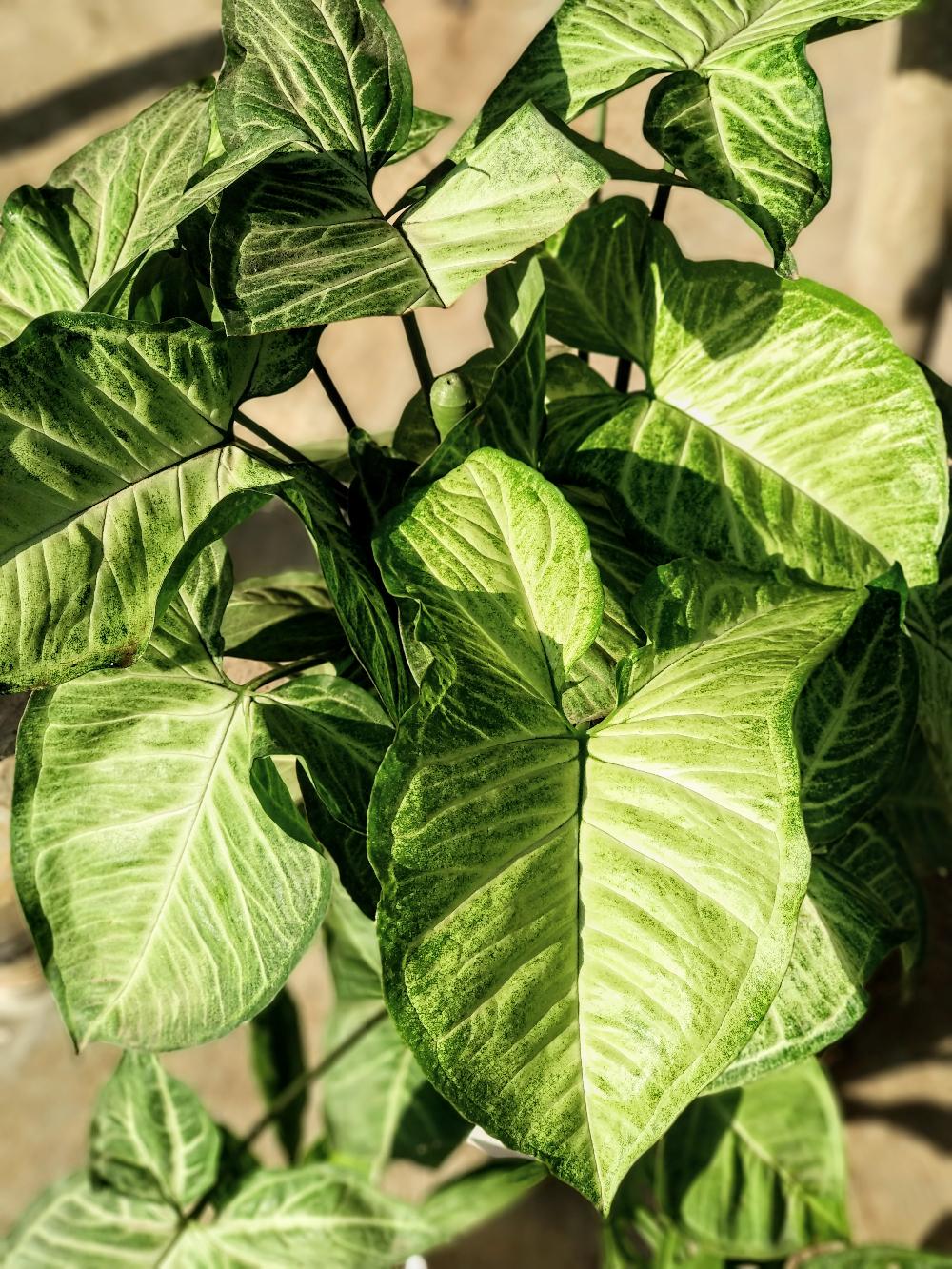 Turus Lumut 70cm Best Seller Harga Murah