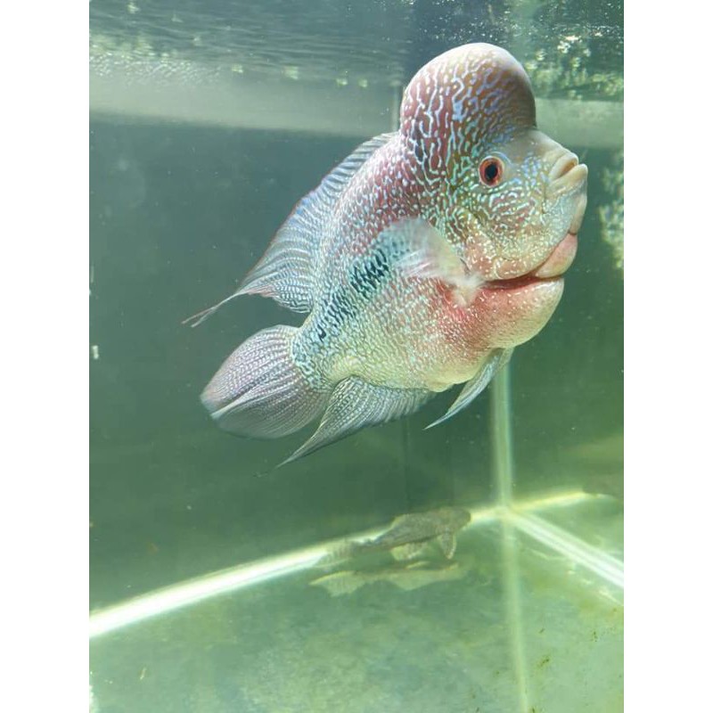 SEPASANGK INDUKAN LOUHAN CENCHU SIAP PRODUKSI