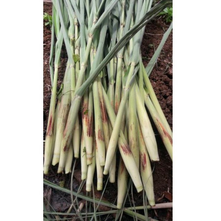 

GREAT SALES れ Terubuk turubuk telu tebu telur tebo 500g ✿