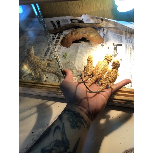 Bearded Dragon het hypo termurah