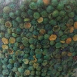 

kacang kapri 500 gram murah