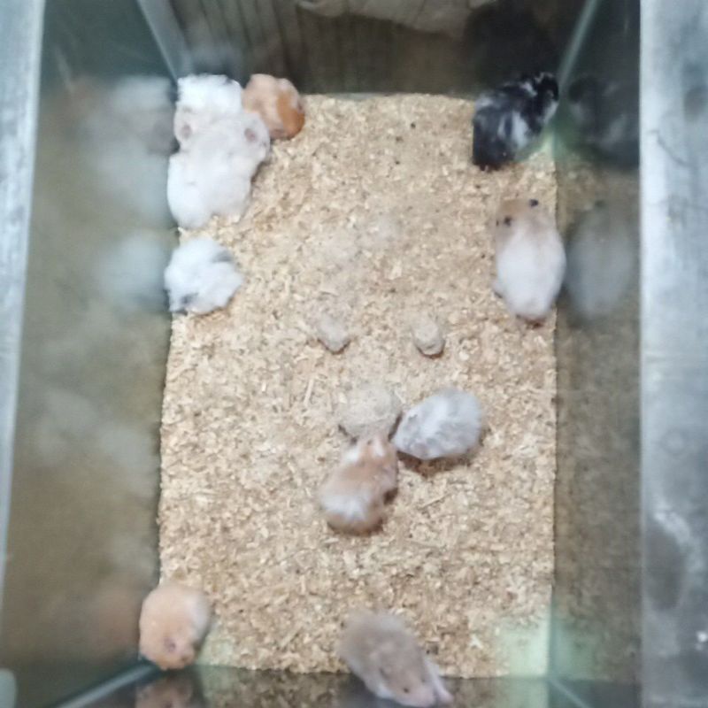 indukan hamster syiria campur