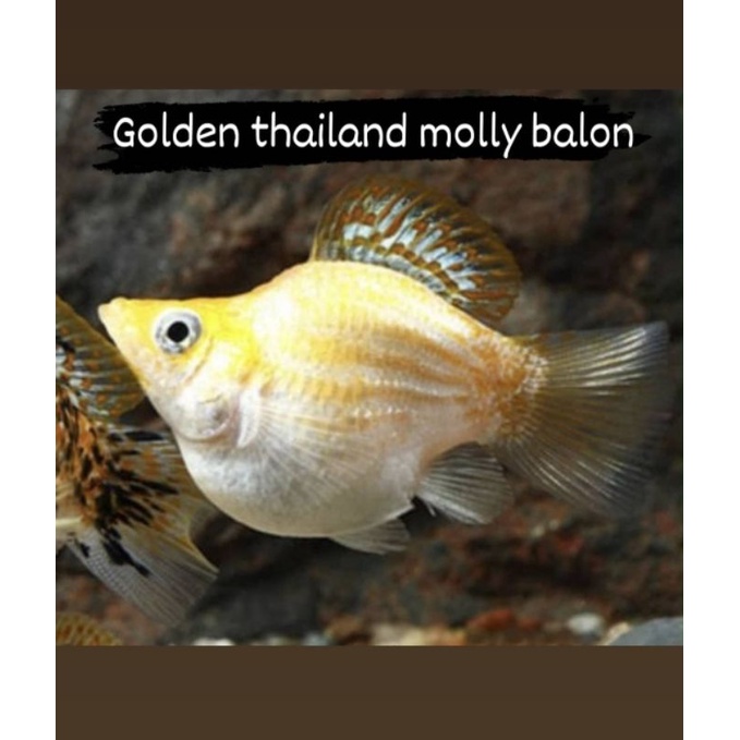IKAN HIAS GOLDEN THAILAND MOLLY BALON