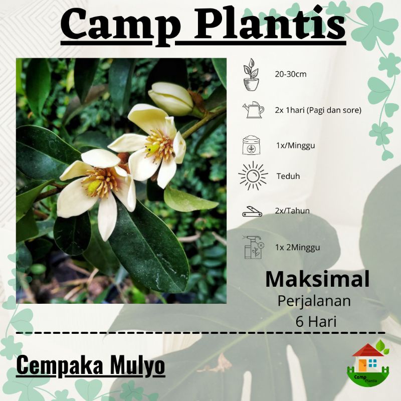 Tanaman hias Bunga Cempaka mulya - Cempaka mulyo