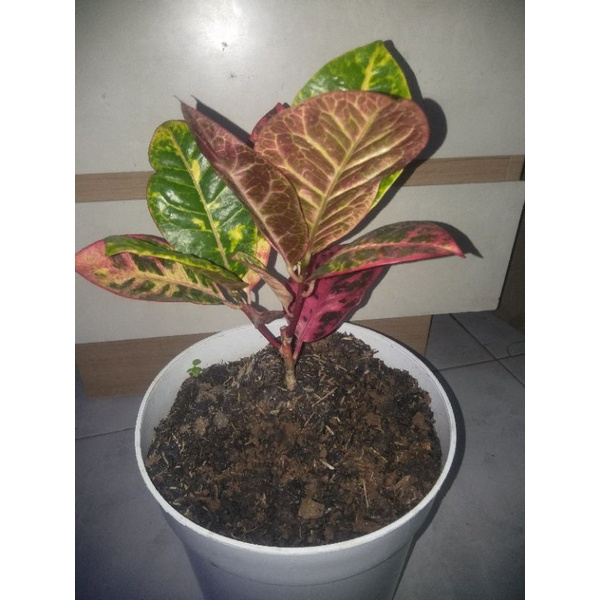 Puring Ayu Ting Ting