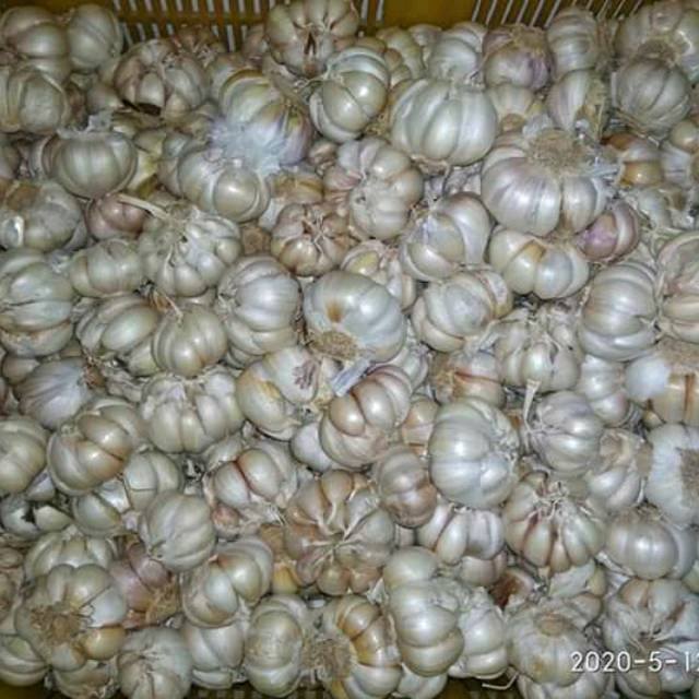 

Bawang putih super Termurah