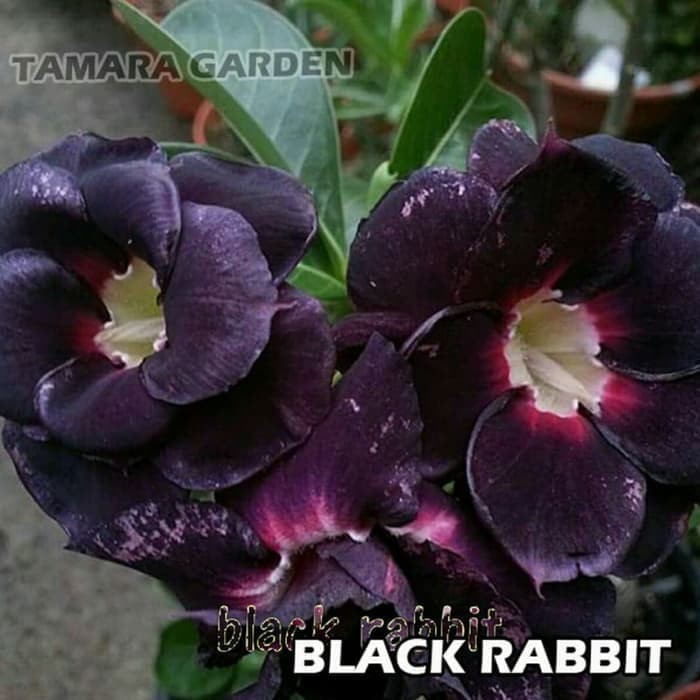 Bibit Bunga Kamboja Adenium Black Rabbit