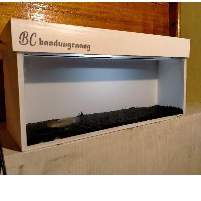 Paling Diminati soliter baby chana 3-15 cm/aquarium khusus baby chana/soliter unik baby chana