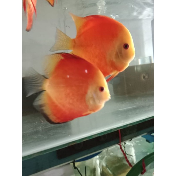 Paket 2 Pasang Ikan Discus Indukan
