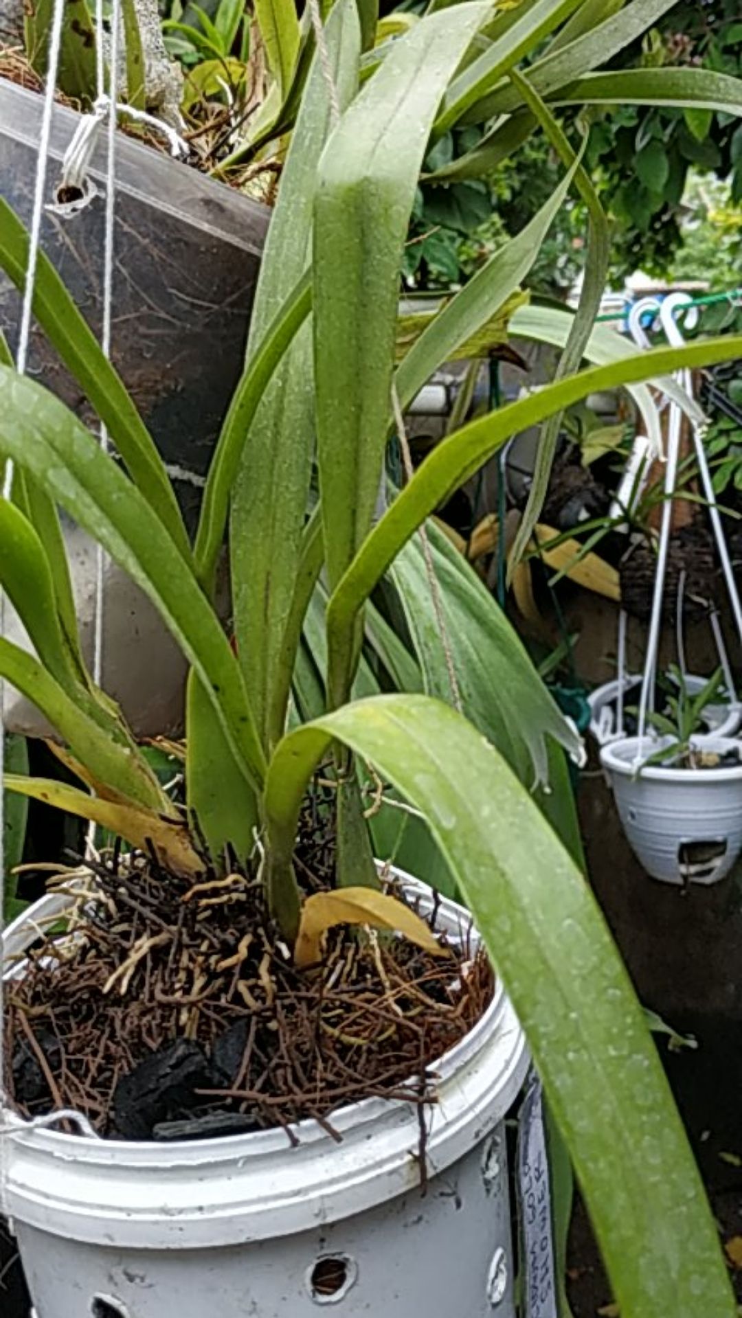 Obral Murah Anggrek Ocidium Golden Shower