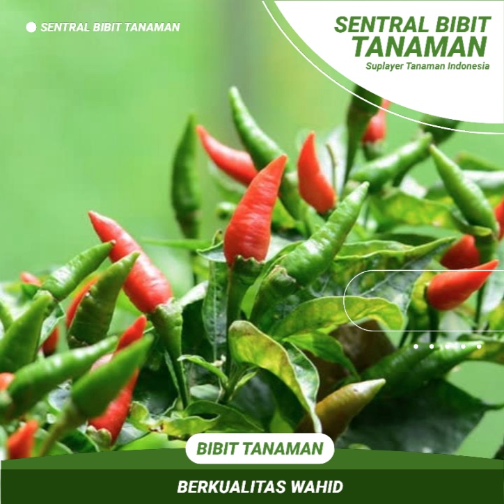 Bibit Lombok Rawit Cabe Rawit Buat Sambal