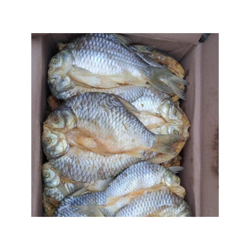 

Asin Tawes Besar 1kg murah dan enak