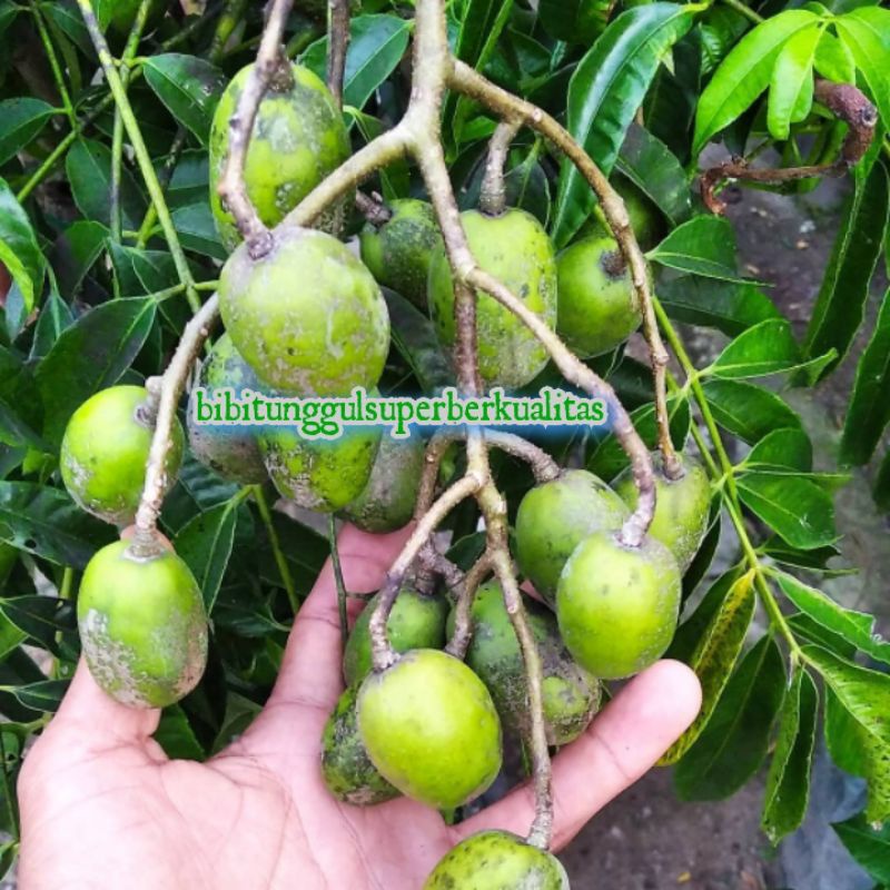 Bibit kedondong bangkok berbunga/berbuah