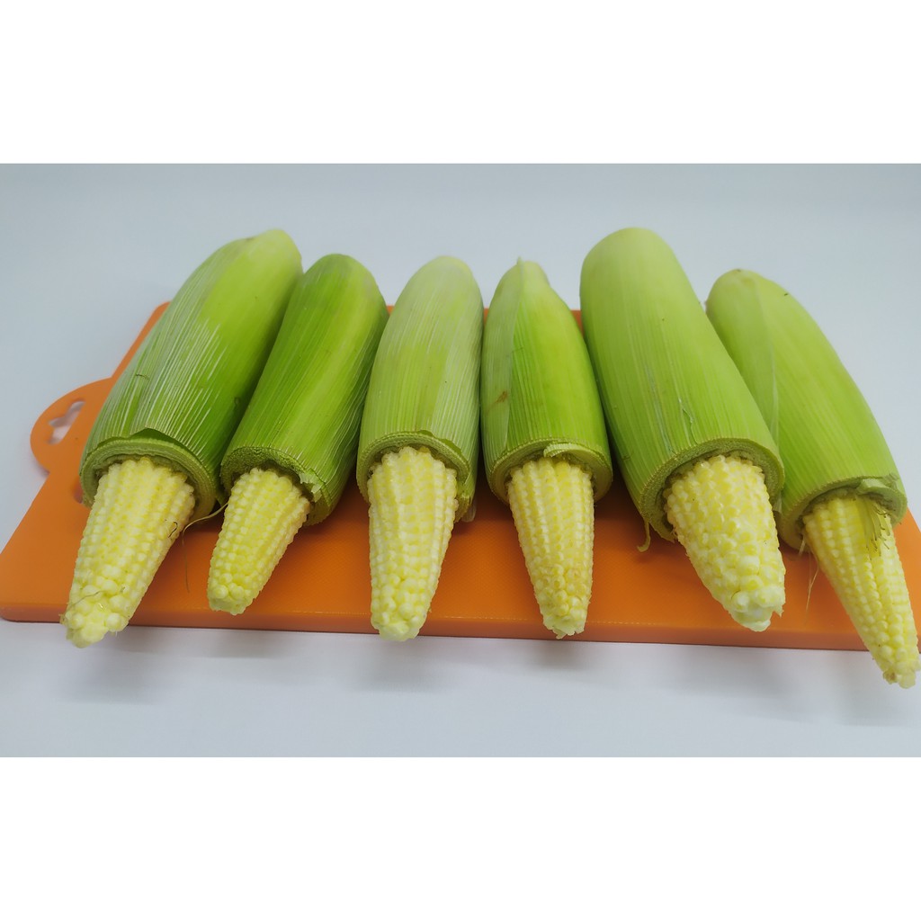 

JAGUNG MUDA (PUTREN) UKURAN SEDANG