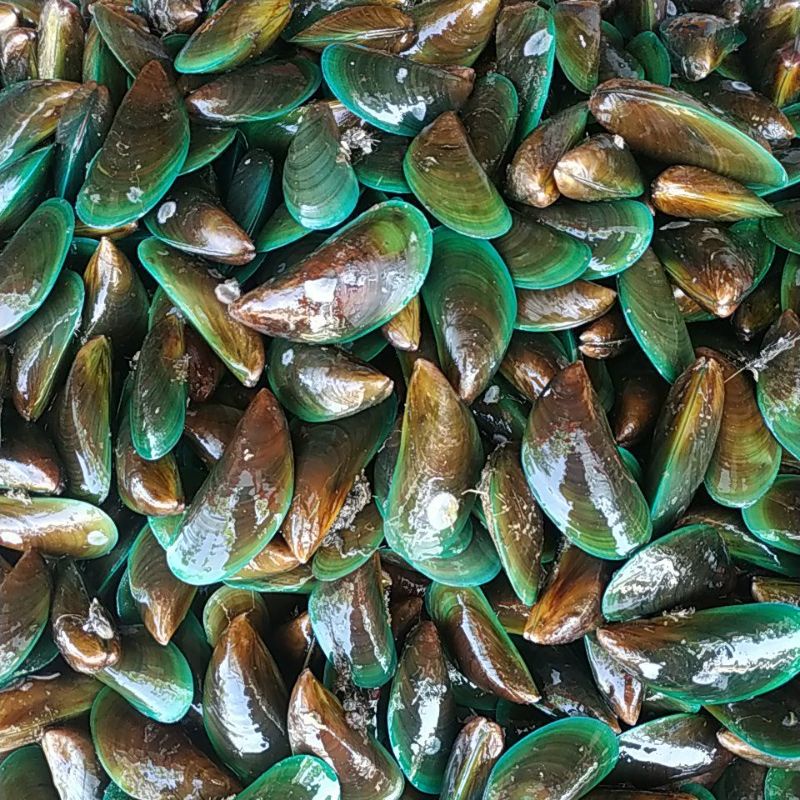 

Kerang Ijo hidup