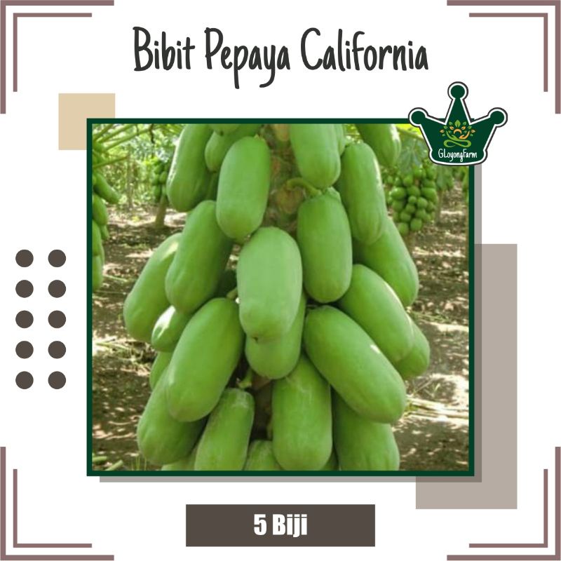 Benih Pepaya California F1 Hibrida - Bibit Buah