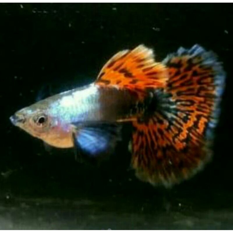 ikan guppy platinum RED MOZAIK DUMBO ear pasangan jantan&betina