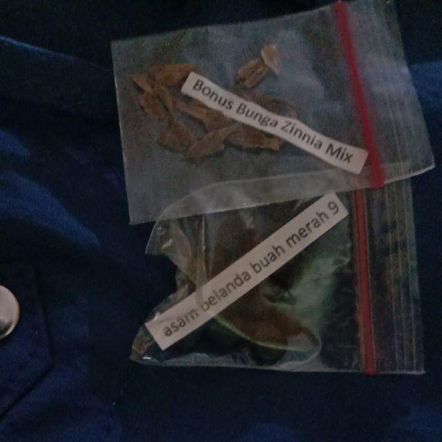 Biji Benih Buah Asem Londo   Asam Belanda Buah Merah  10 Biji