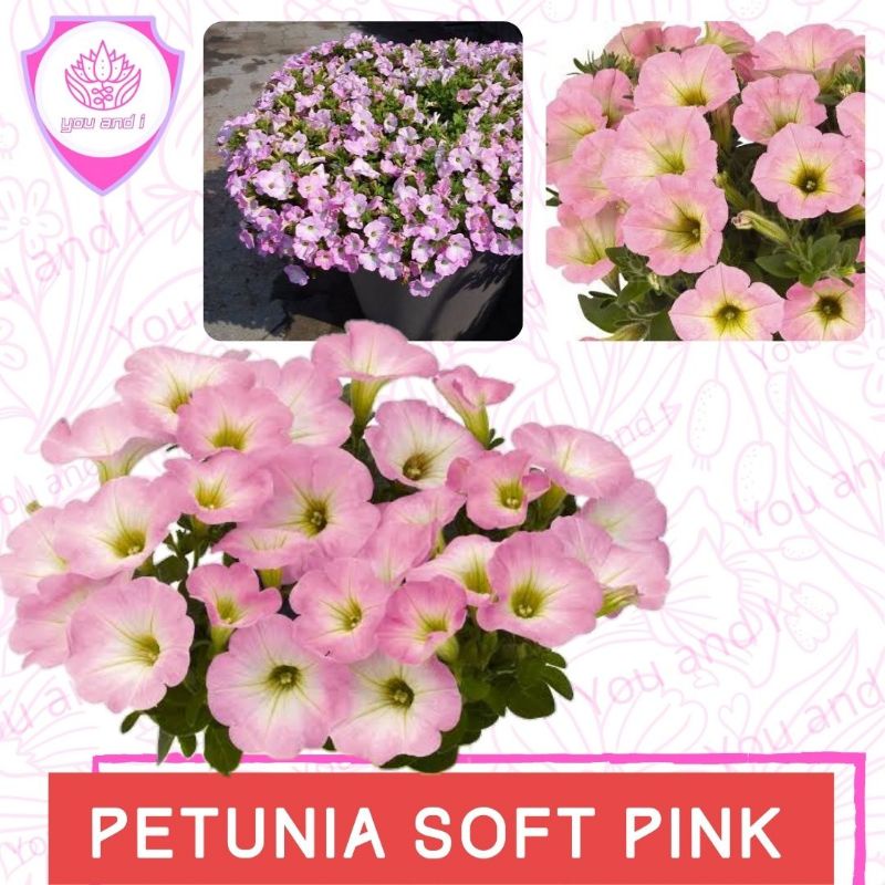Benih PETUNIA SOFT PINK [isi-3] - Biji Bibit Bunga