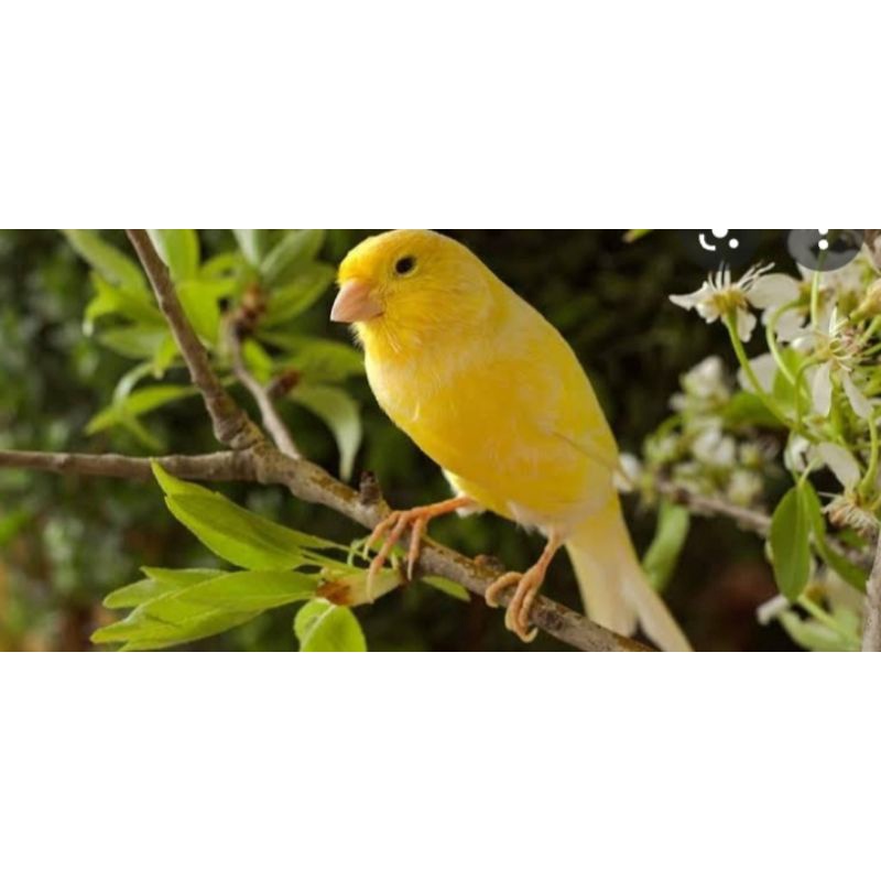 kenari loper bahan kuning body big