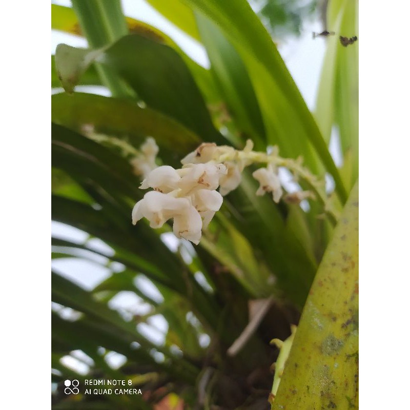 

angrek hutan bunga putih isi 5 bbit