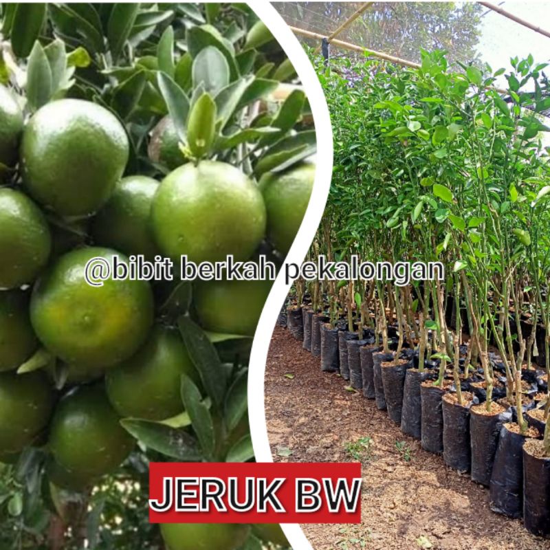 Bibit jeruk BW