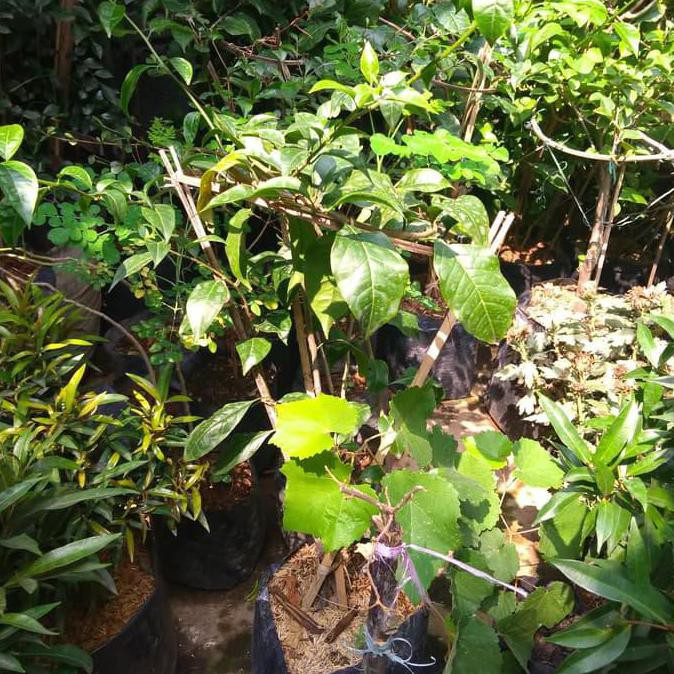 m@1l a1 bibit tanaman buah - pohon anggur merah kwa1 d1n