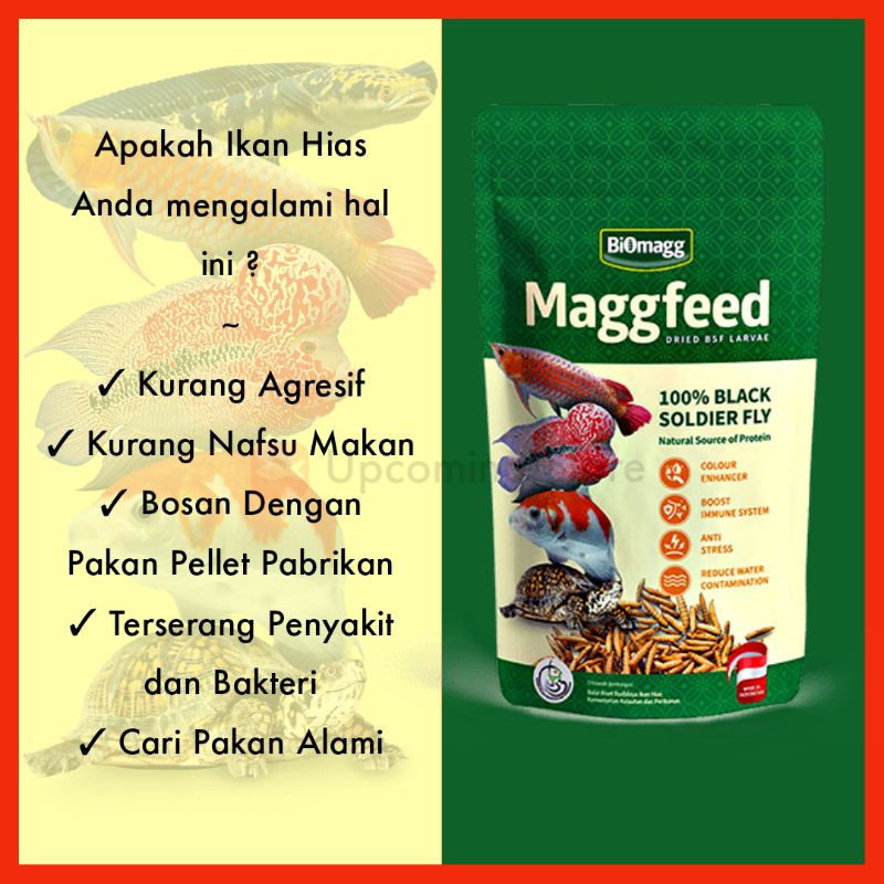 biomagg maggfeed maggot magoot magot bsf ulat hongkong kering