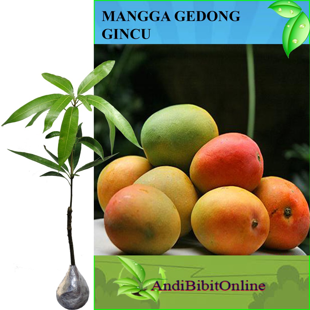 Tanaman Mangga Gedong Gincu - Bibit Mangga Gedong Gincu