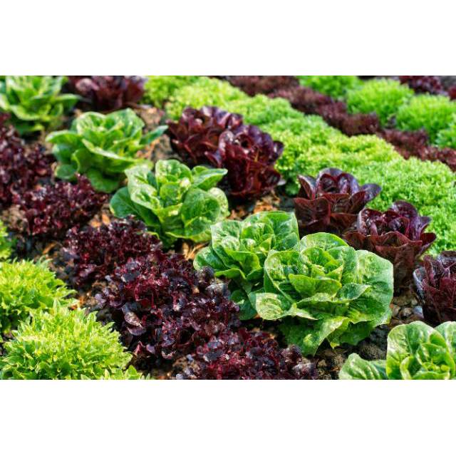 Benih Bibit Biji - Lettuce Headed Mixed Selada Campuran Seeds - IMPORT