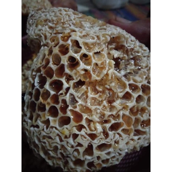 

Madu Lebah Hutan Liar/Apis Dorsata/Sialang (500 Gram)
