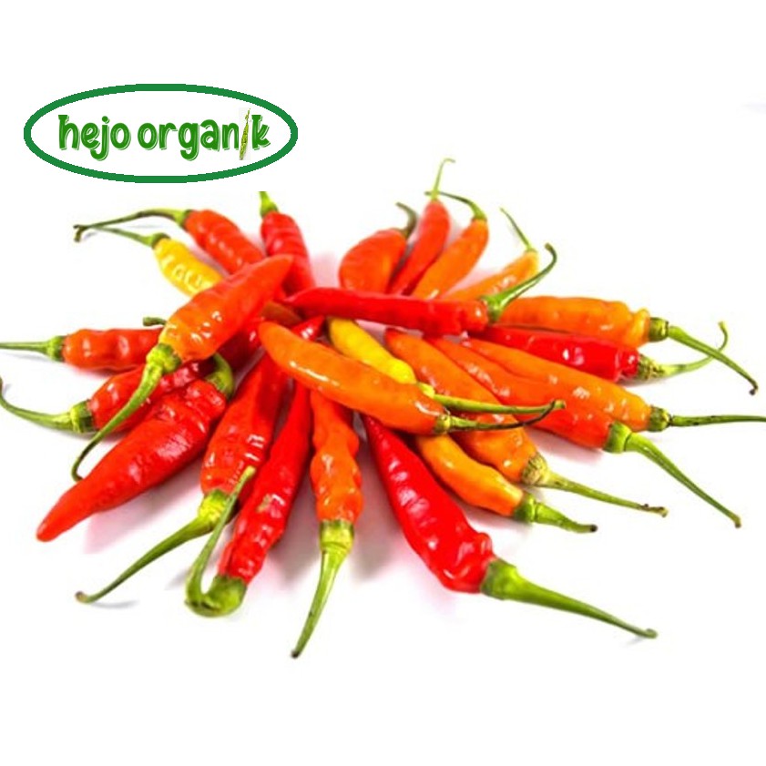 

CENGEK DOMBA CABAI RAWIT SETAN FRESH SAYUR ORGANIK SEGAR BANDUNG BEBAS PESTISIDA FREE GMO